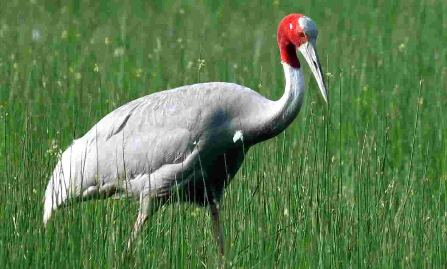 Let Arif’s Sarus crane have a say